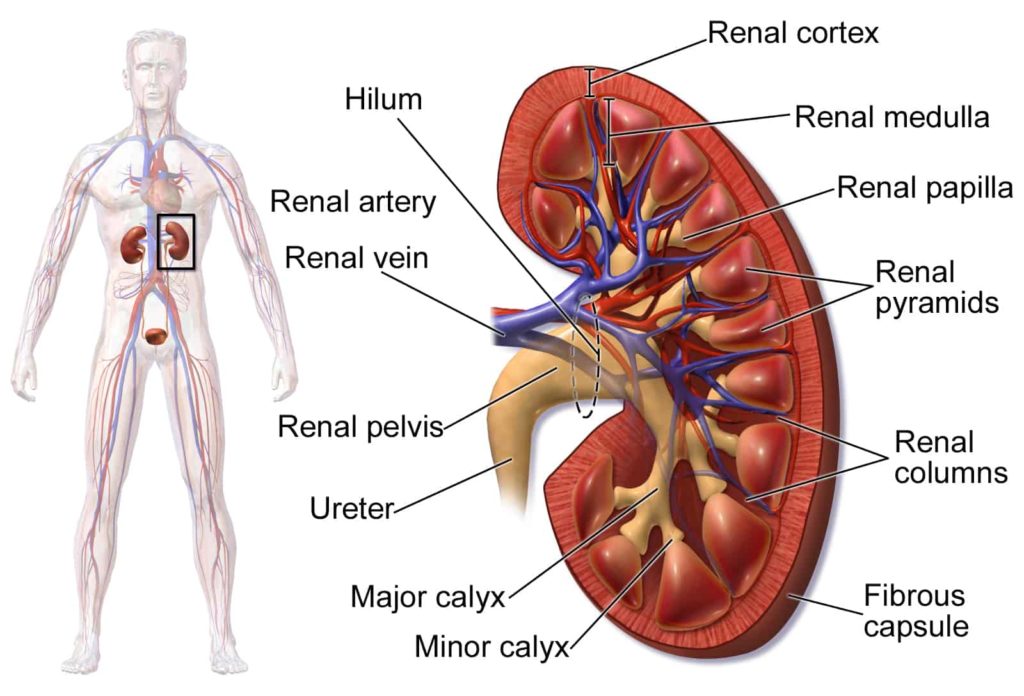Kidney_Anatomy