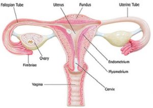 female-urology.jpg