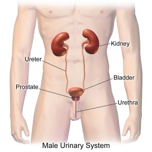 Urinary System-urologistinbangalore